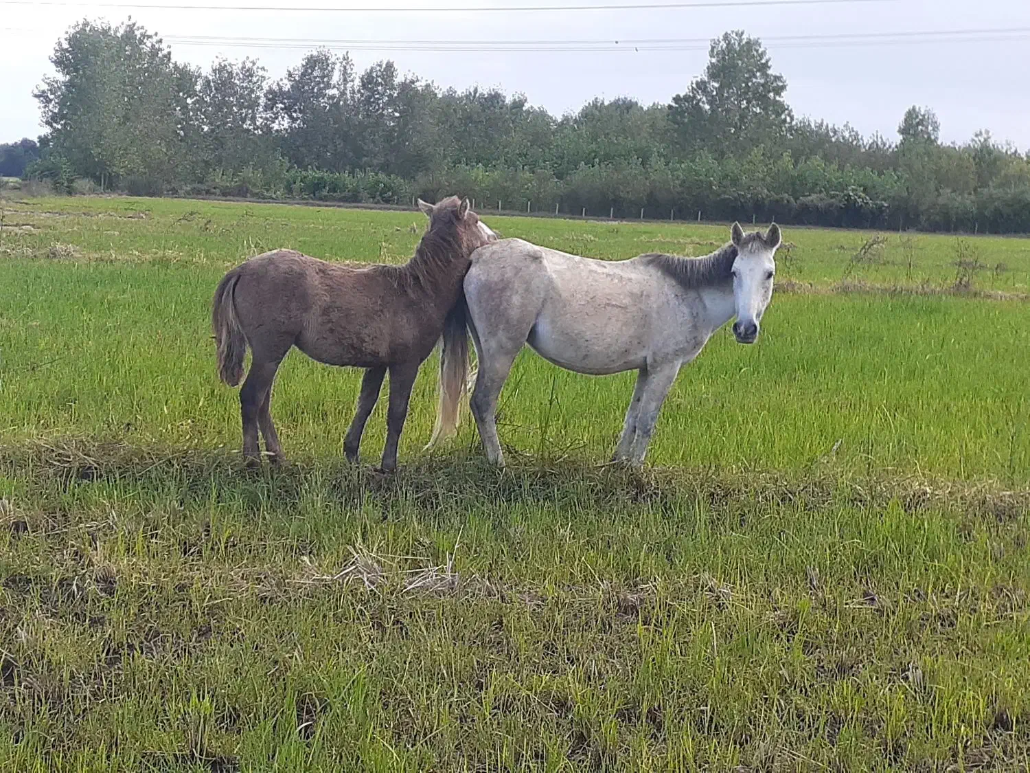 مادیان باکره مادیون|اسب و تجهیزات اسبسواری|پرهسر, |دیوار