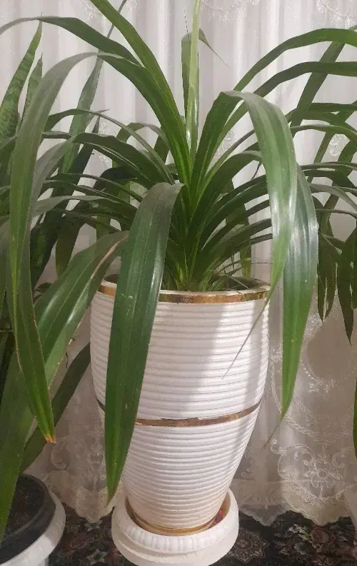 گل زینتی|گل و گیاه طبیعی|نیشابور, فضل|دیوار