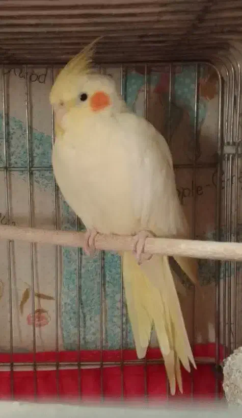 عروس هلندی|پرنده|آران و بیدگل, |دیوار