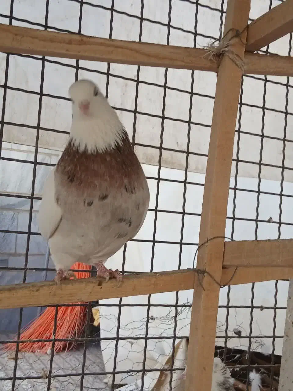 کبوترطوقی خالدار|پرنده|شاهرود, |دیوار