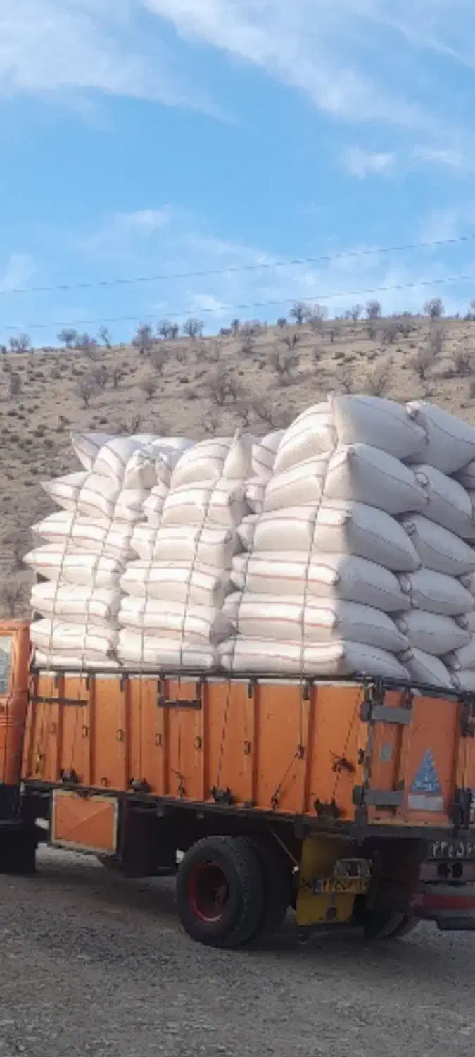 کاه گندم سفید دیم دان ریز سفید خورا تحویلی|حیوانات مزرعه|ایلام, |دیوار