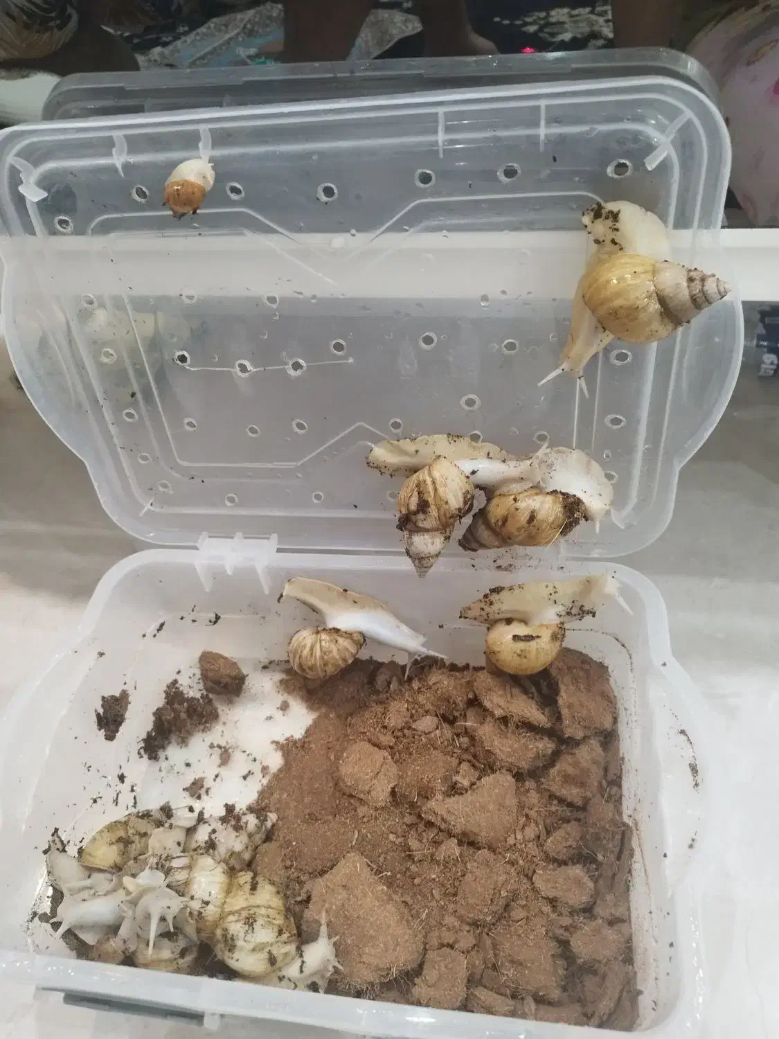 حلزون بالغ آلبینو|خزنده|تهران, وحیدیه|دیوار