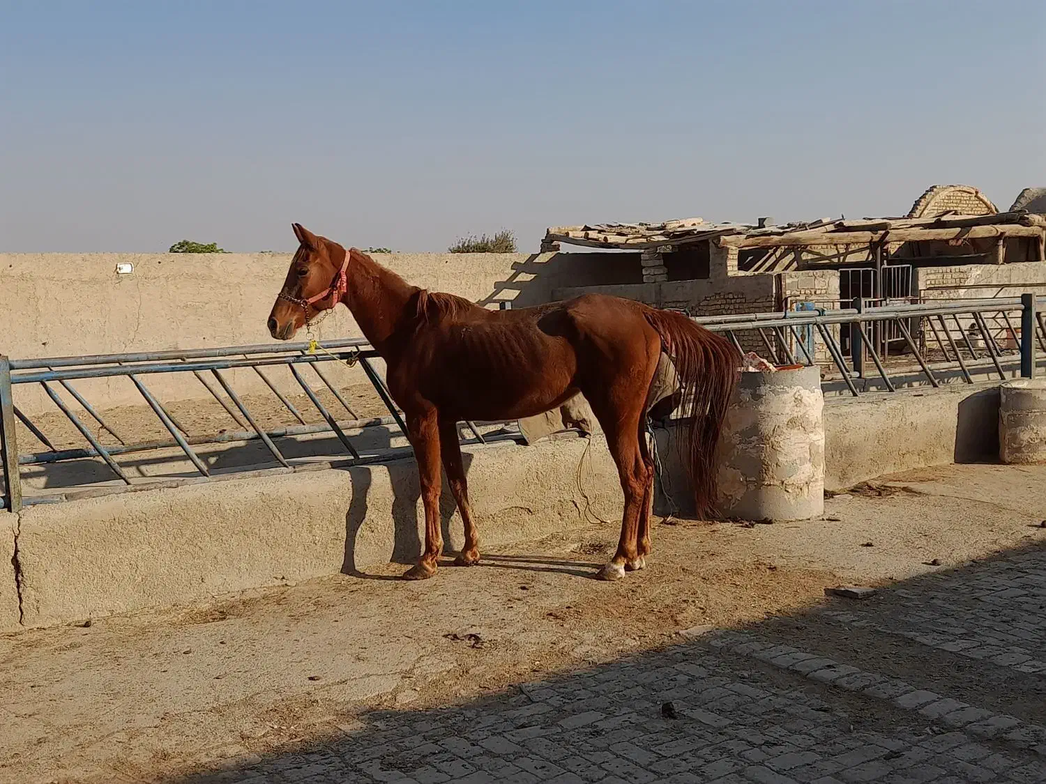 مادیون عرب یسر مدارک دار تعزیه رو|اسب و تجهیزات اسب‌سواری|پیشوا, |دیوار