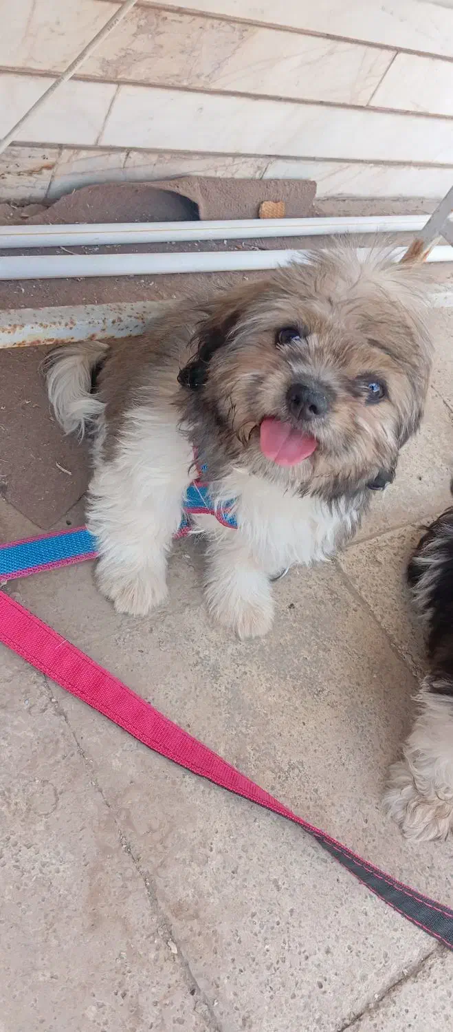 سگ فانتزی|سگ|بادرود, |دیوار