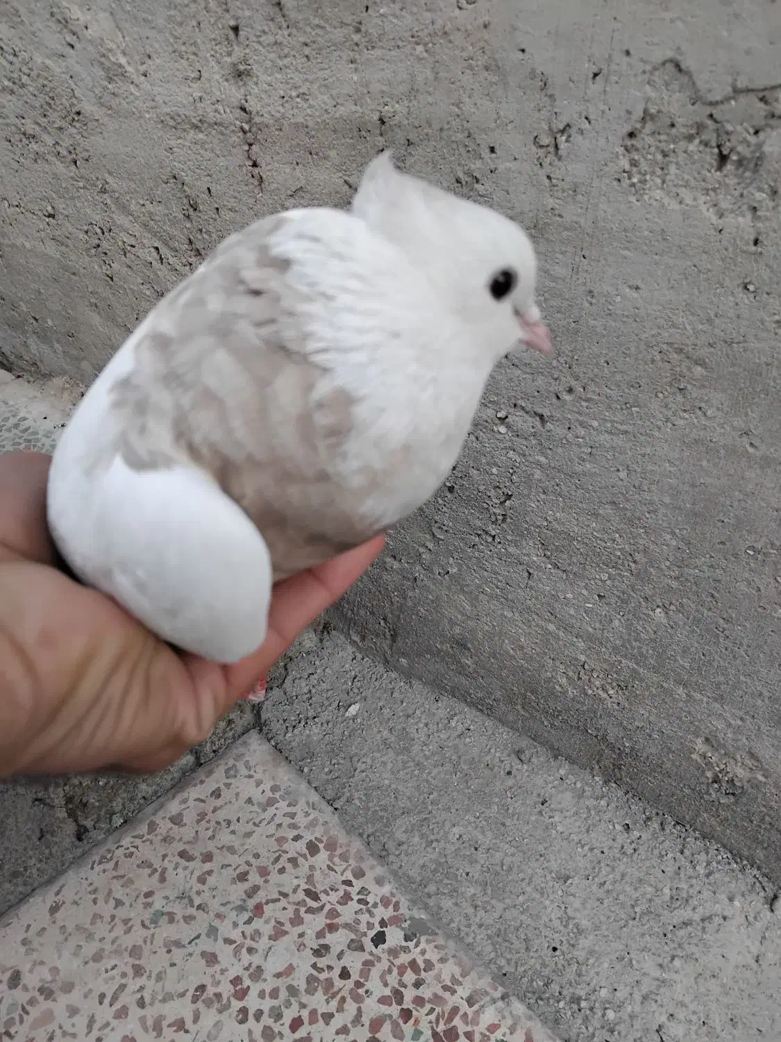 طوقی|پرنده|بهبهان, |دیوار