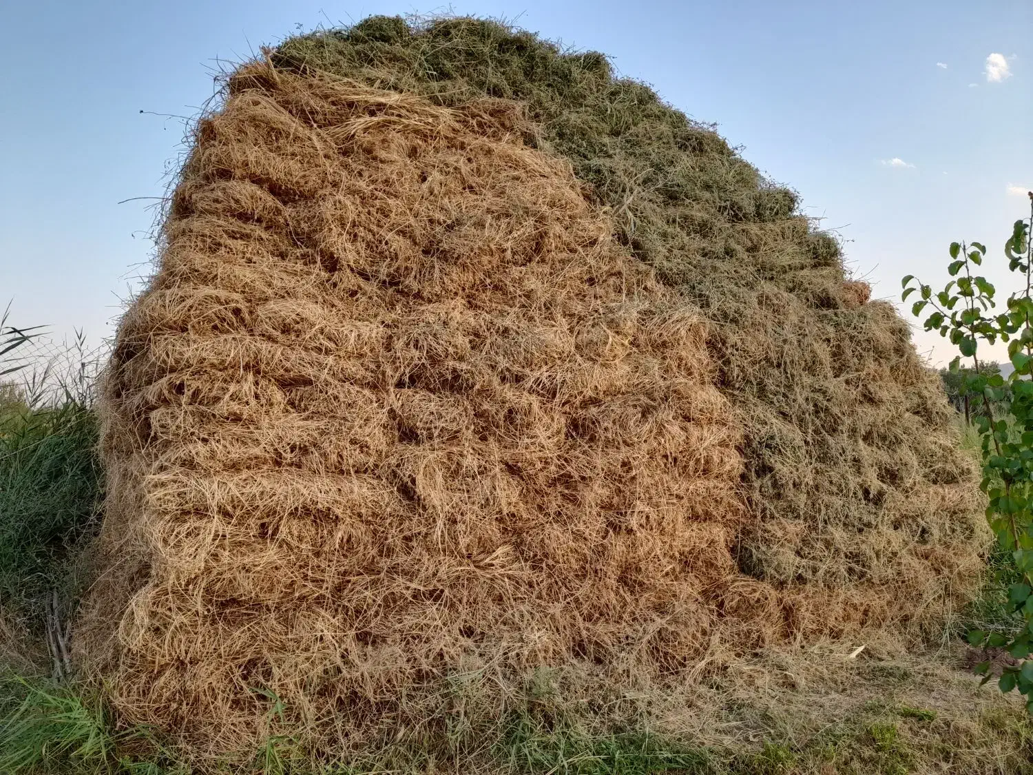 یونجه|لوازم جانبی حیوانات|خوی, |دیوار