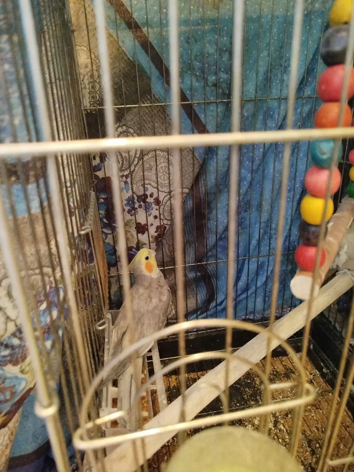 عروس هلندی نر و ماده|پرنده|فولادشهر, مسکن مهر فولادشهر|دیوار