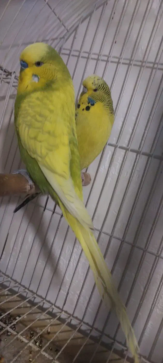 مرغ عشق انگلیسی جفت|پرنده|باسمنج, |دیوار