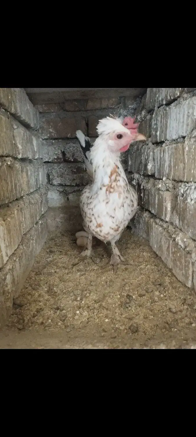 تخم مرغ گلین|حیوانات مزرعه|شیروان (لرستان), |دیوار