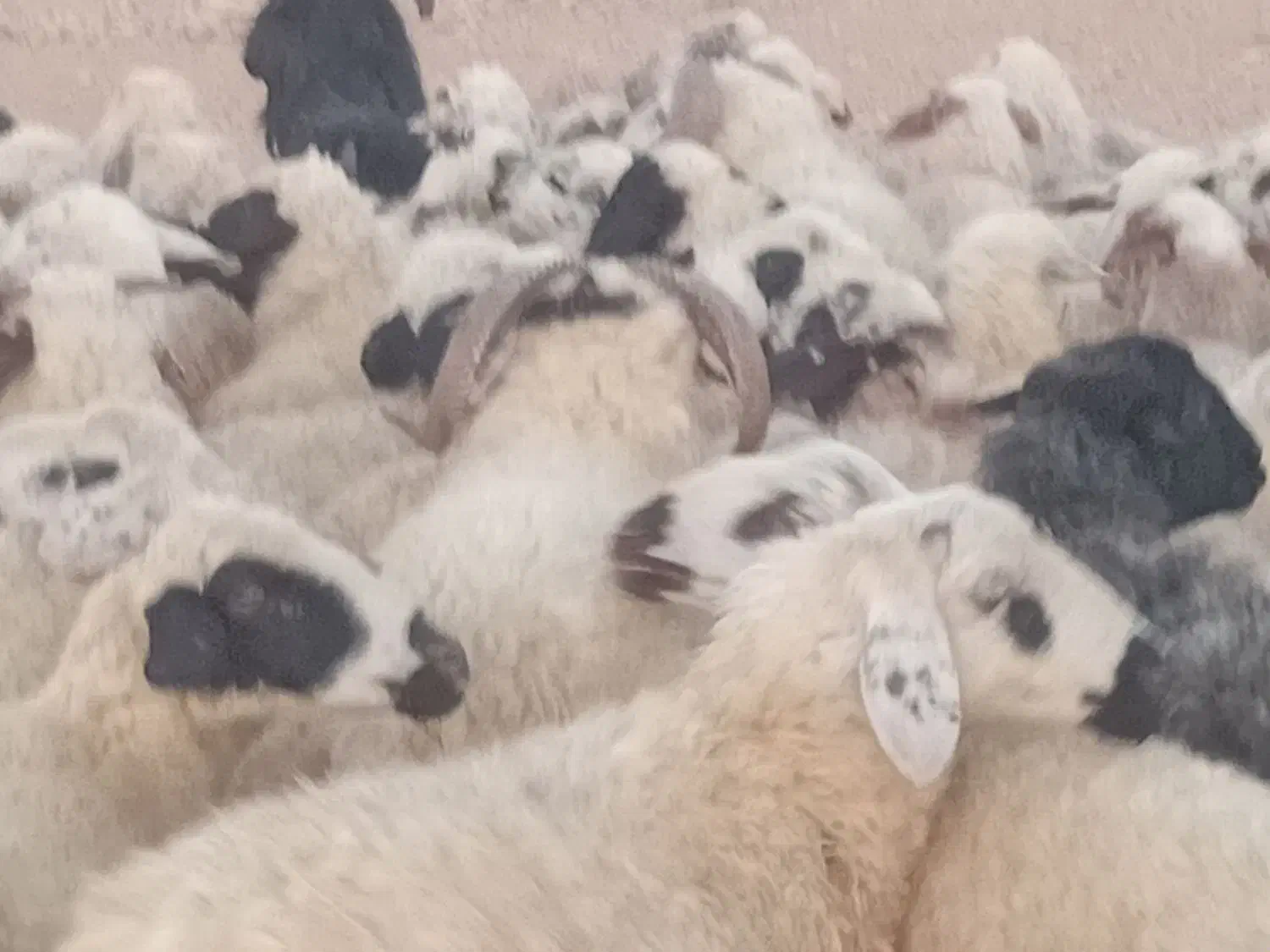 گوسفند داشت میش  بز قوچ|حیوانات مزرعه|اقلید, |دیوار