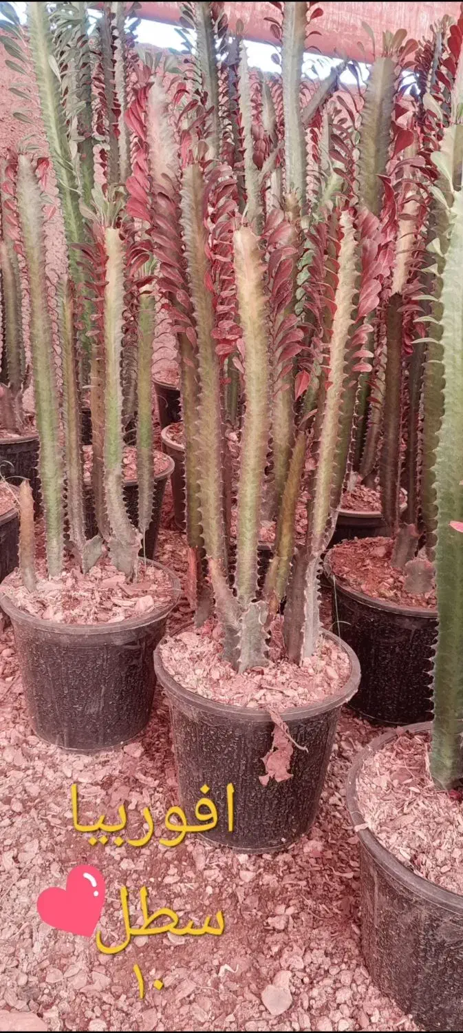 فروش افوربیا|گل و گیاه طبیعی|محلات, |دیوار