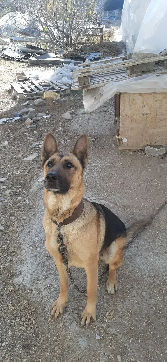 سگ ژرمن اصیل .ماده|سگ|کرمانشاه, |دیوار