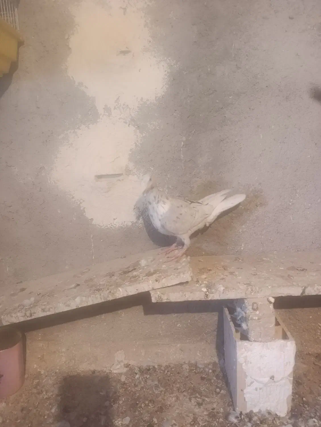 دودی هفرنگ|پرنده|الوند, |دیوار