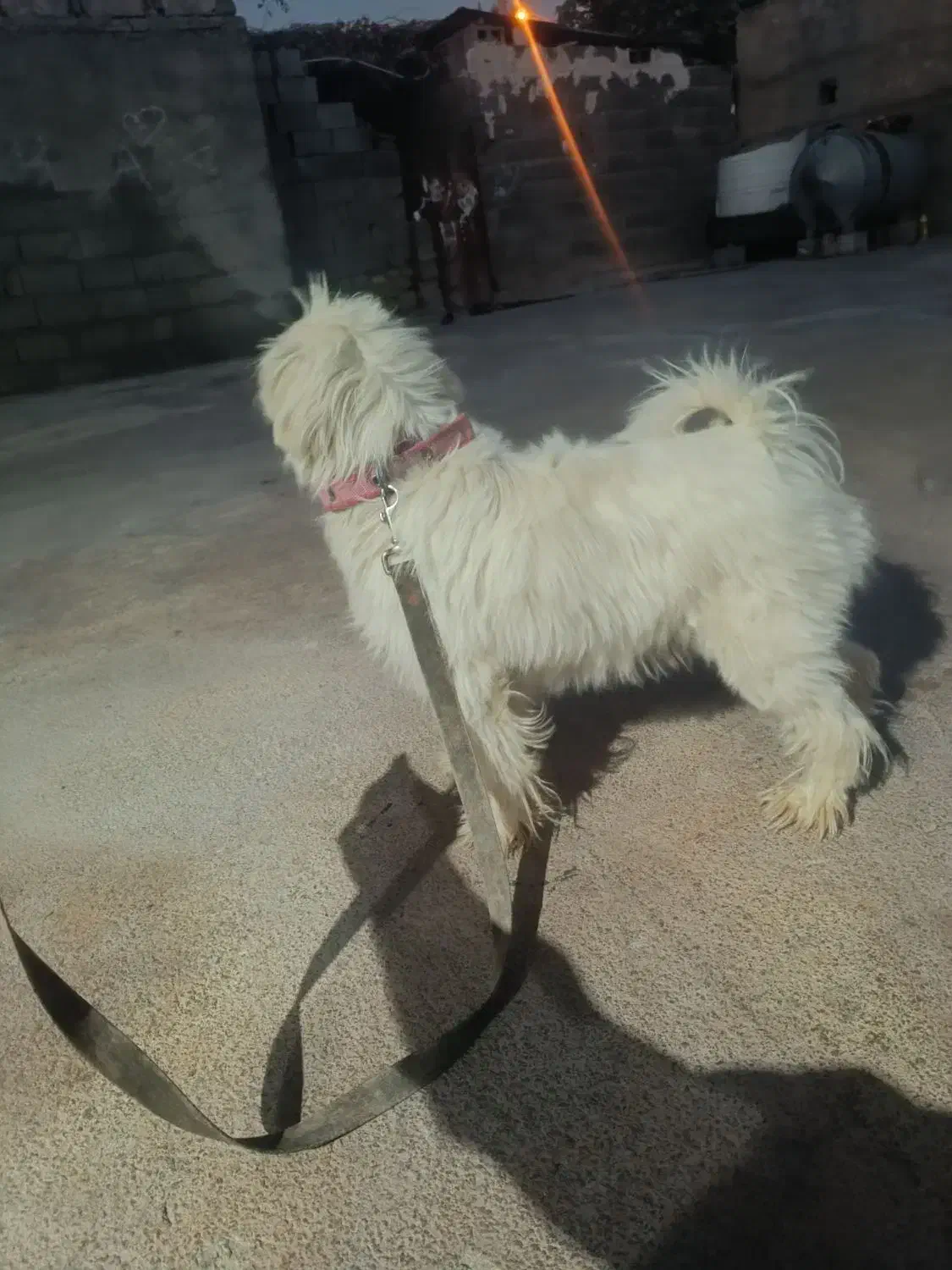 سگ برای فروش|سگ|دوگنبدان, |دیوار