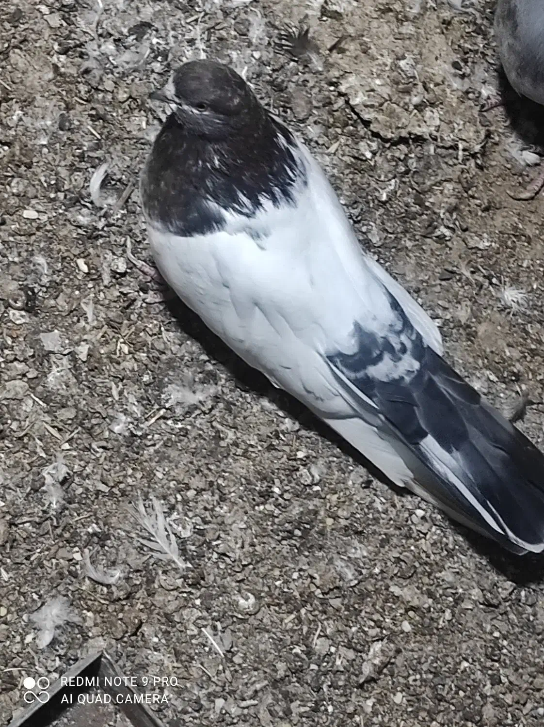 کبوتر|پرنده|فین, |دیوار