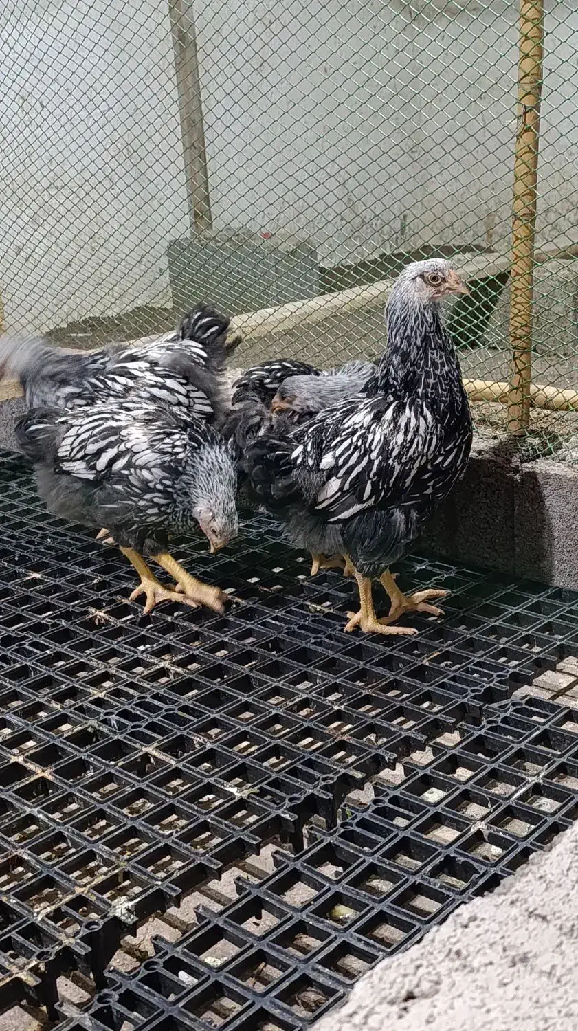 تخم و جوجه|حیوانات مزرعه|رشت, استقامت ۱|دیوار