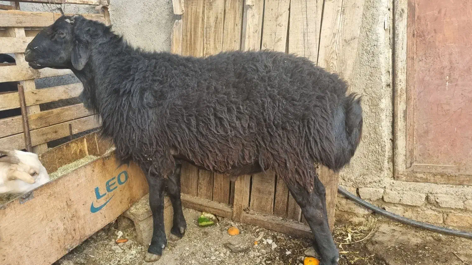 قوچ|حیوانات مزرعه|محمدشهر, زیبادشت|دیوار