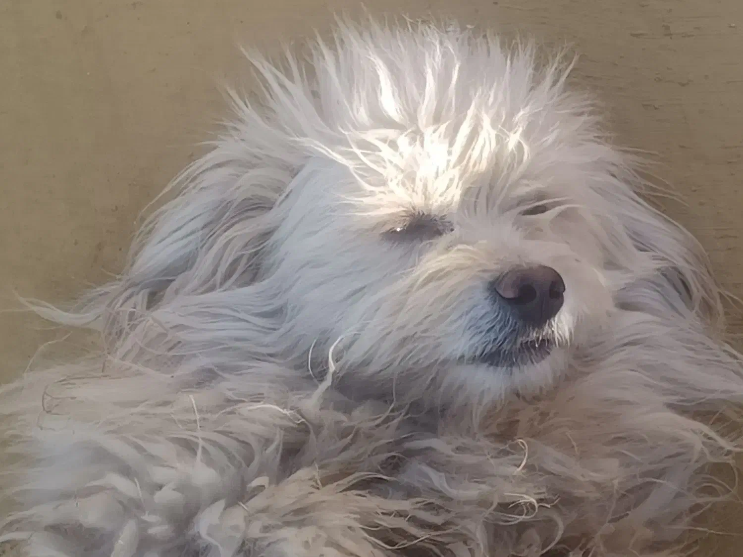 سگ شیتزو نر|سگ|یزد, |دیوار