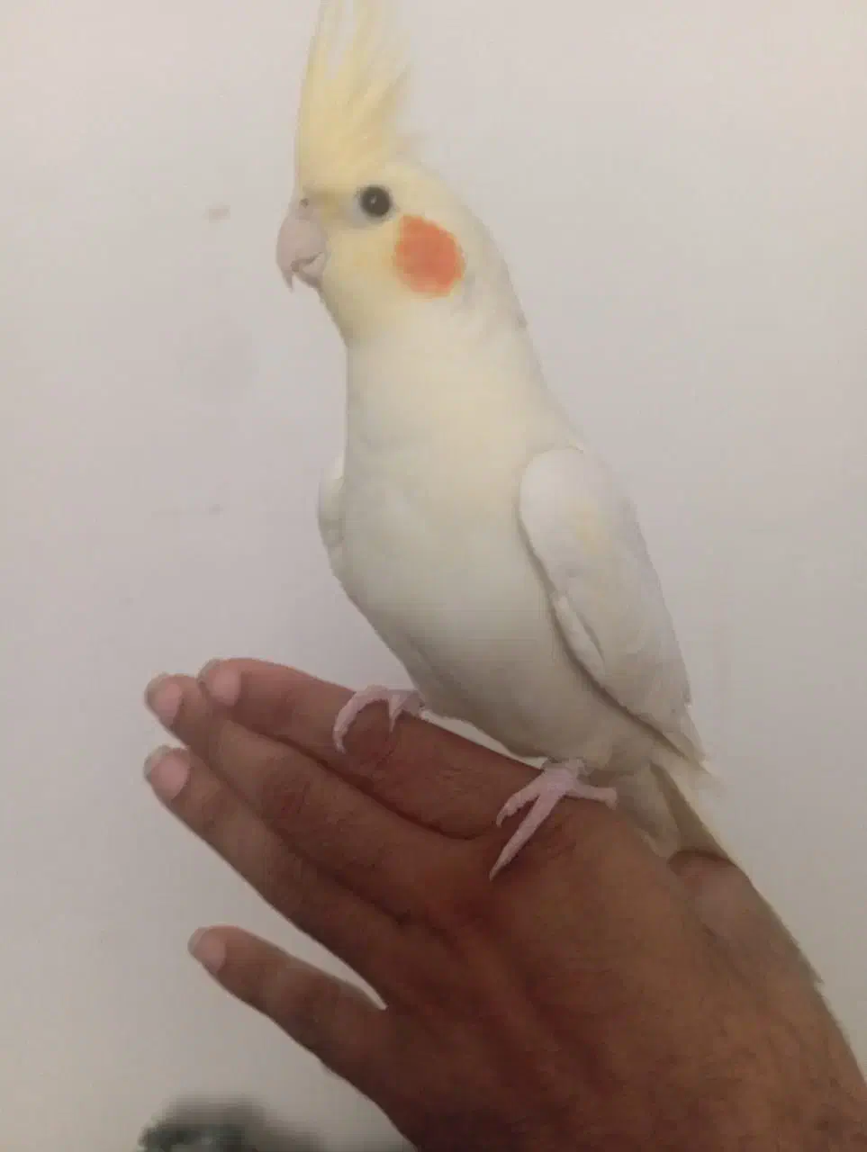 جوجه عروس دونخور سرلاکی کوتوله اشتی|پرنده|بندرعباس, |دیوار