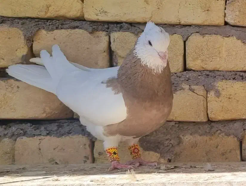 طوقی|پرنده|شهر بابک, |دیوار