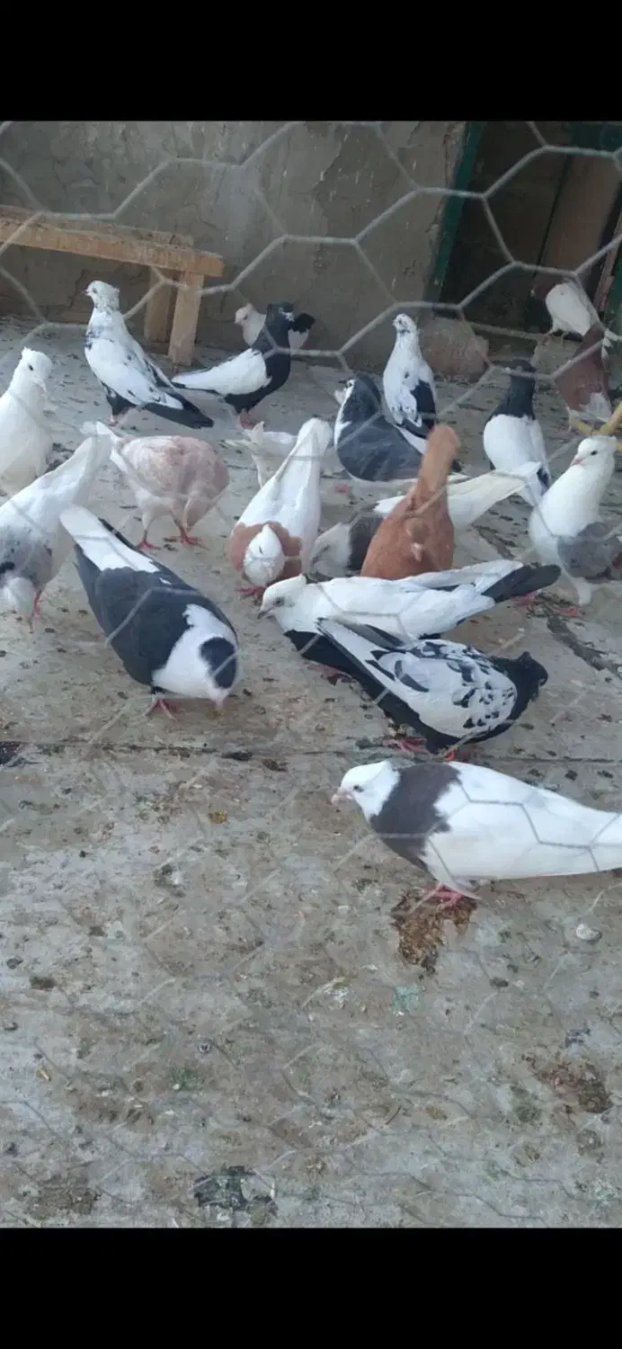 یه کله|پرنده|خرمآباد, |دیوار