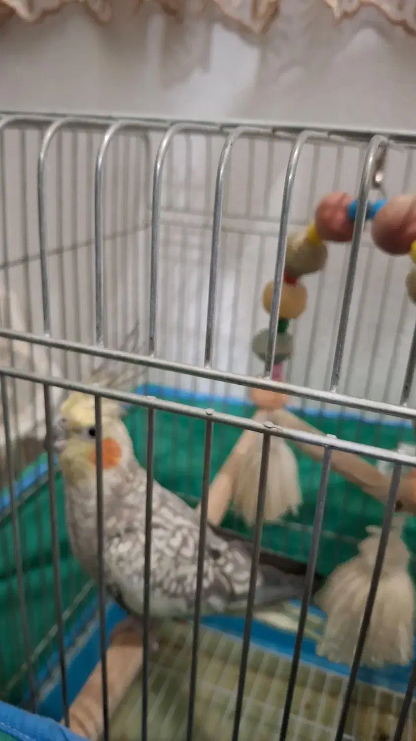 عروس هلندی مرواریدی|پرنده|قم, بنیاد|دیوار