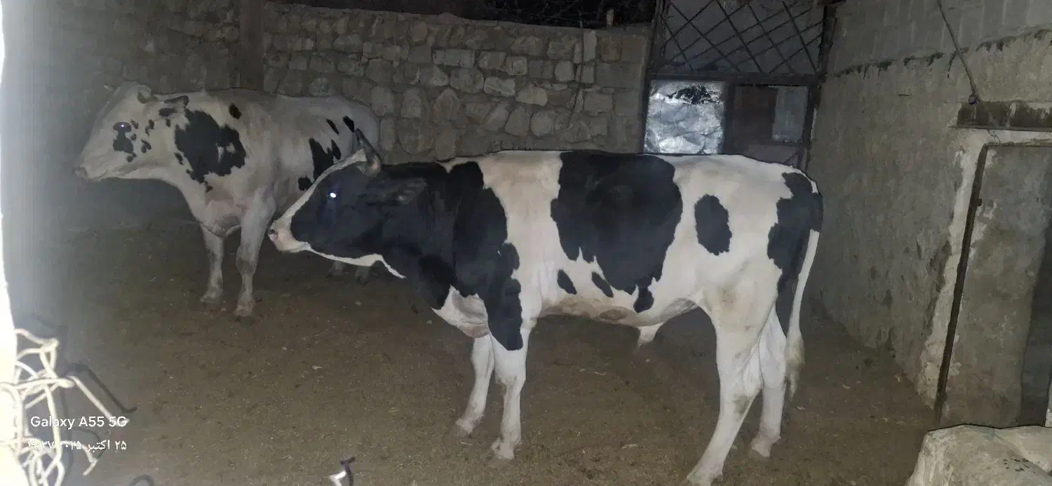 گوساله پروار|حیوانات مزرعه|کارزان, |دیوار