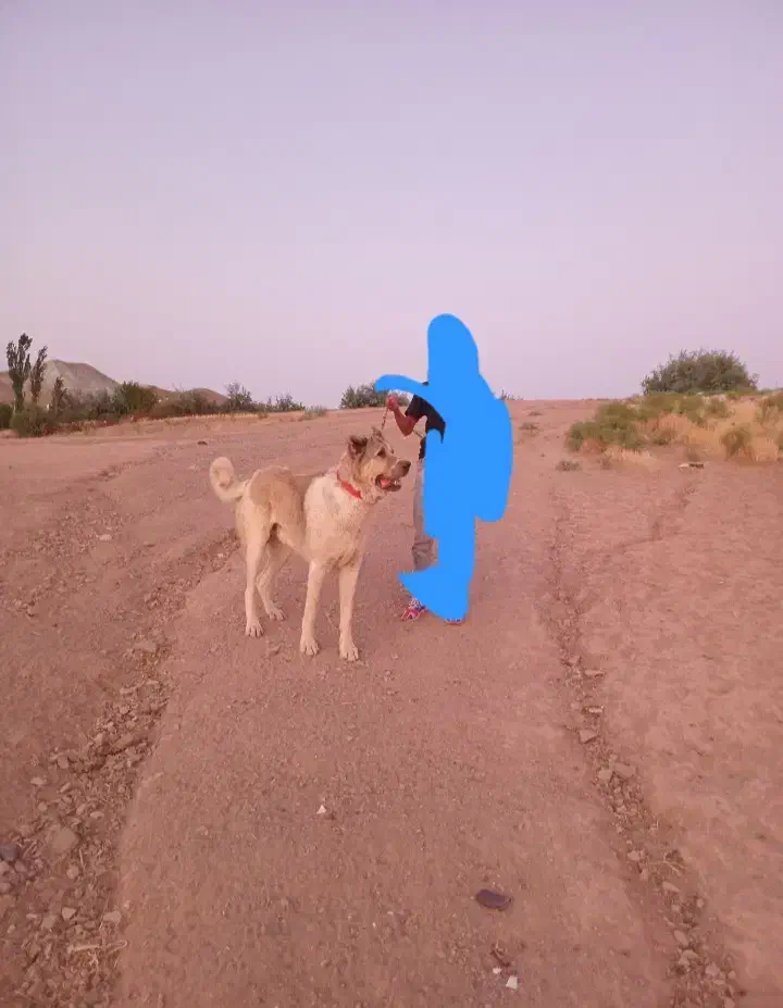 سگ سرابی|سگ|قیدار, |دیوار