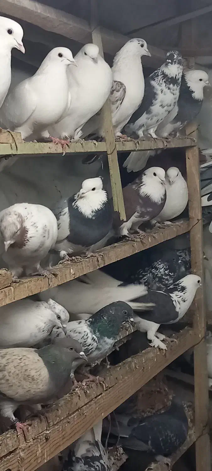 کفتر تهرانی|پرنده|بهارستان, |دیوار