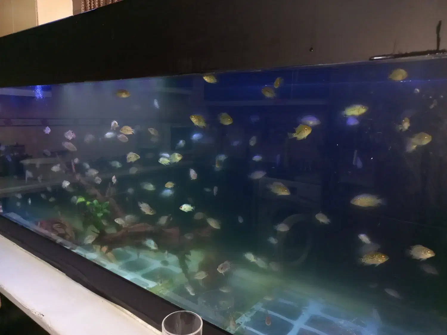 فلاور|ماهی|تهران, مختاری|دیوار