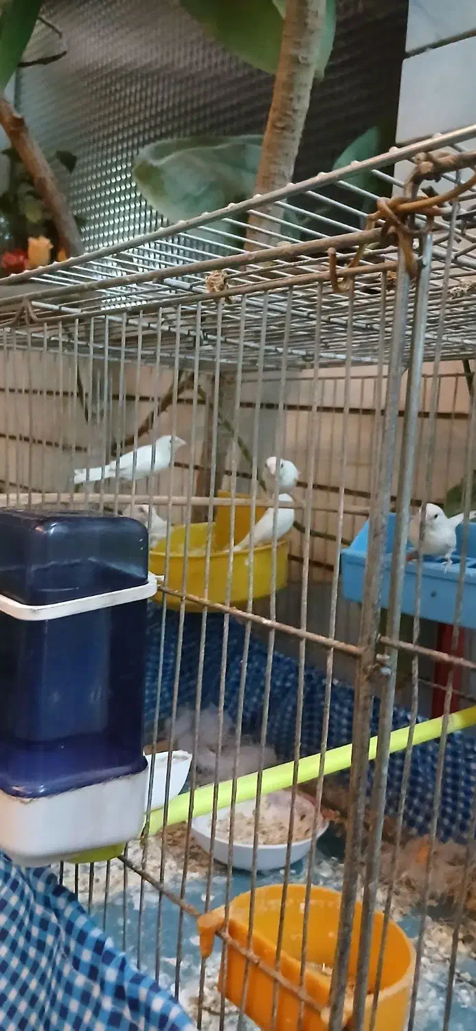 فنچ بنگالی سفید|پرنده|شاهینشهر, عطار|دیوار