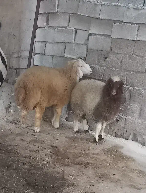 دوعدد بره نر و ماده|حیوانات مزرعه|باوی, |دیوار