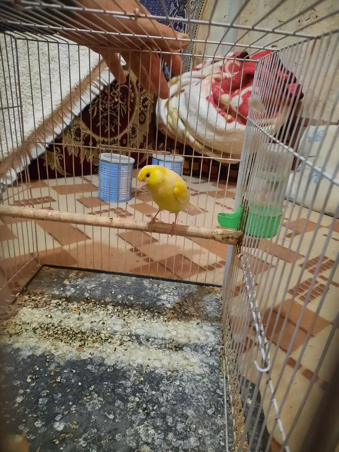 قناری نر مست خون|پرنده|مشهد, رده|دیوار