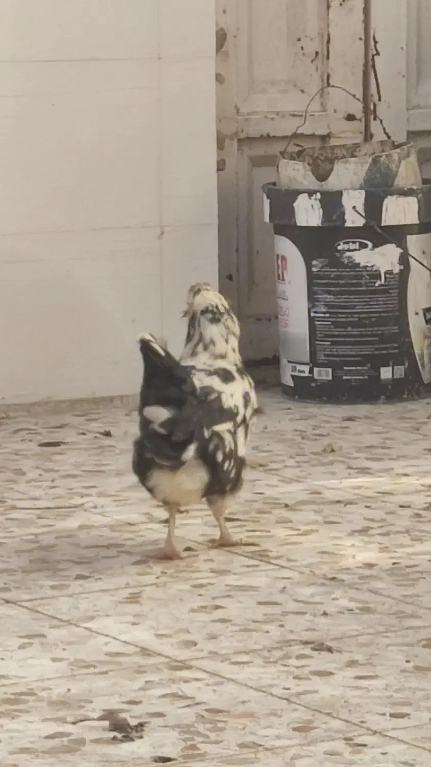 مرغ و خروس گلین|حیوانات مزرعه|باوی, |دیوار