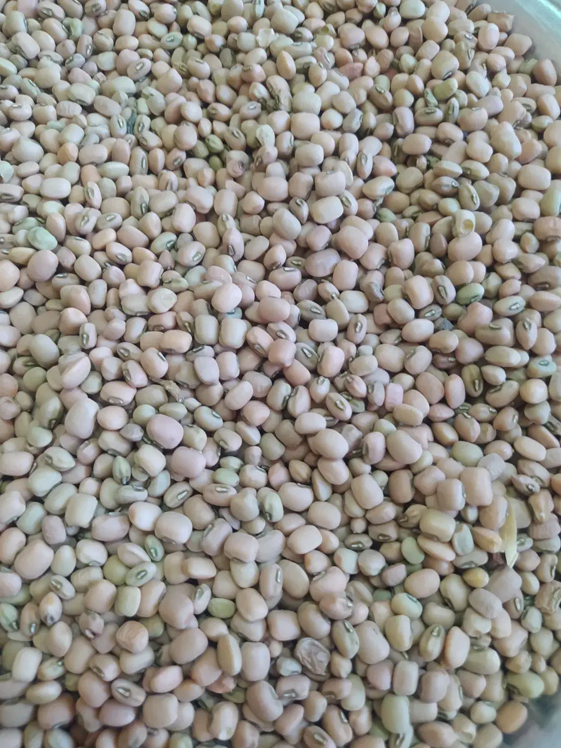 لوبیا آشی|خوردنی و آشامیدنی|دره شهر, |دیوار