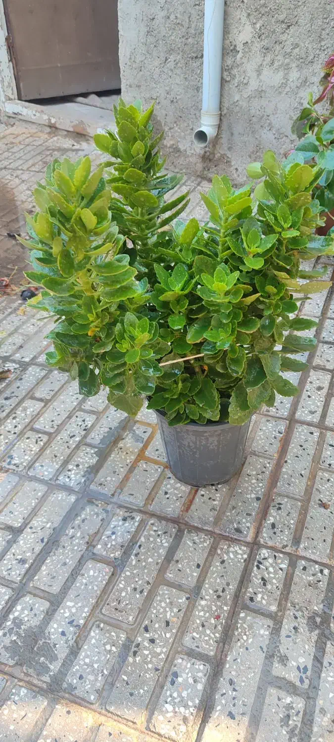 گل های خانگی|گل و گیاه طبیعی|اهر, |دیوار