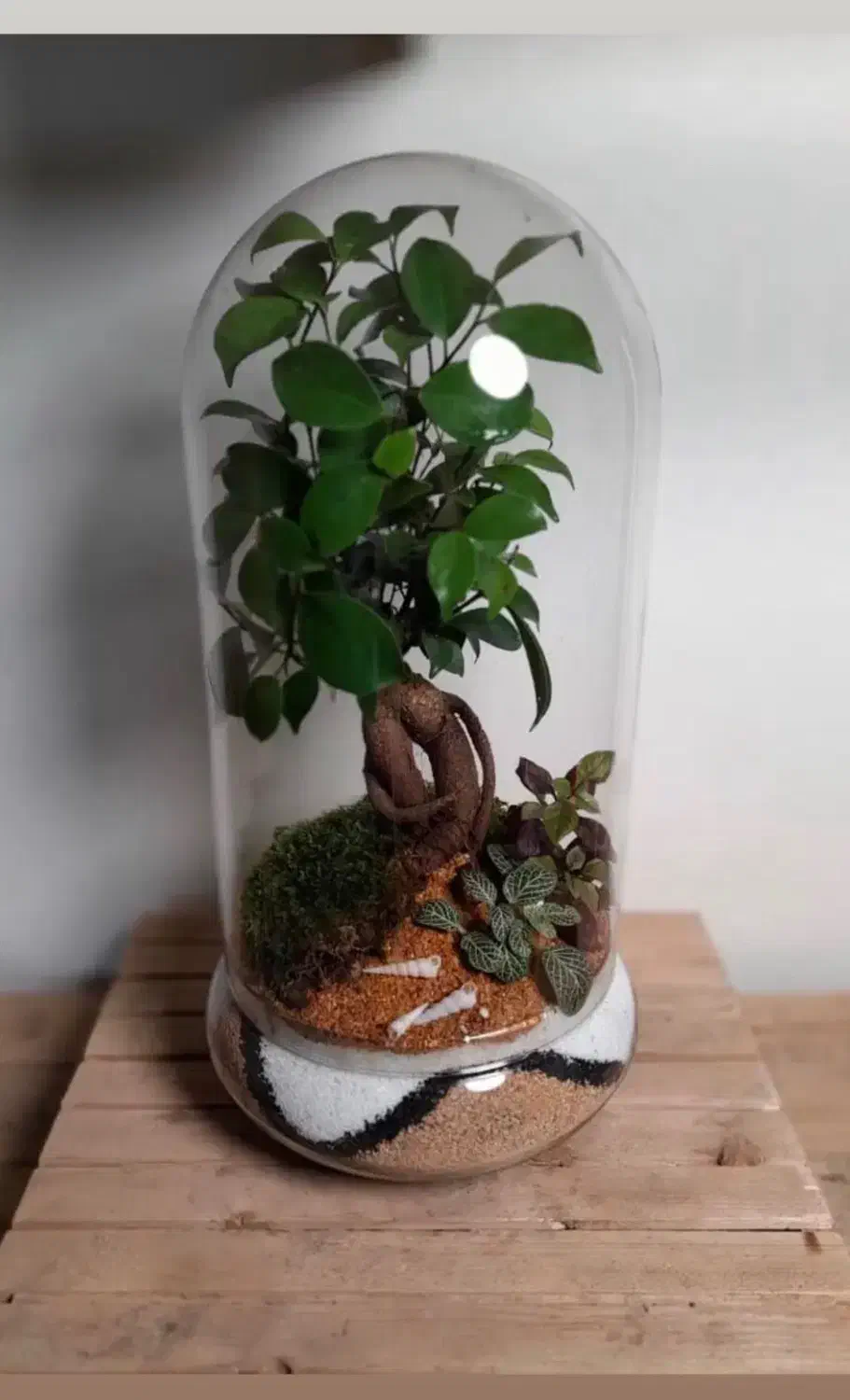 تراریوم ،کادو،هدیه.مناسبت.بنسای|گل و گیاه طبیعی|تهران, ائمه اطهار|دیوار