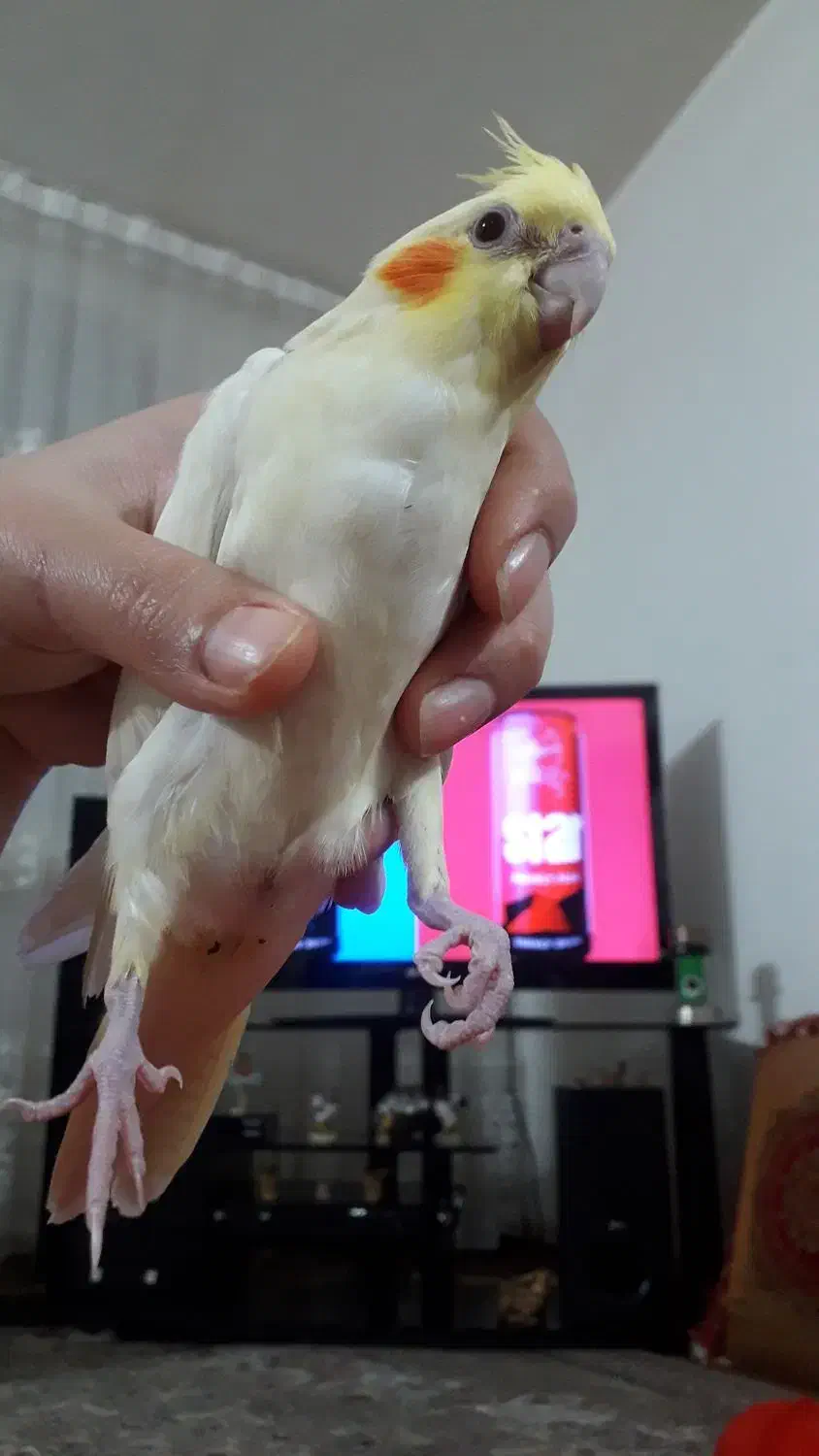 جوجه طوطی|پرنده|بروجرد, |دیوار