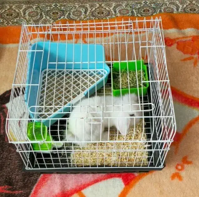 خرگوش مینی لوپ|موش و خرگوش|تبریز, |دیوار