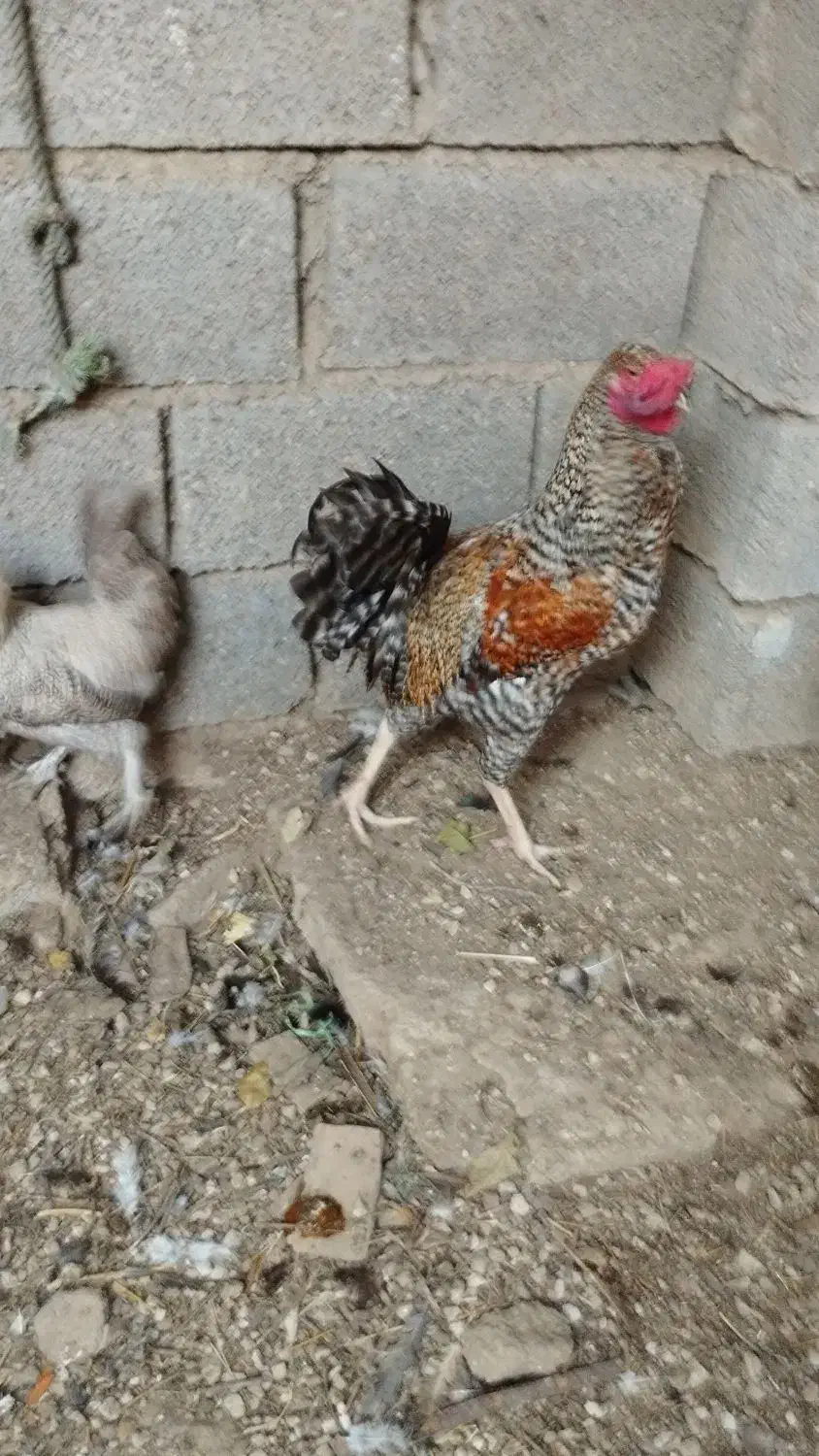 خروس|حیوانات مزرعه|ریگ, |دیوار