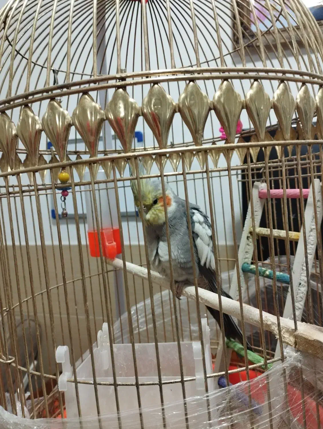 یک عدد عروس هلندی|پرنده|مشهد, شهید قربانی|دیوار