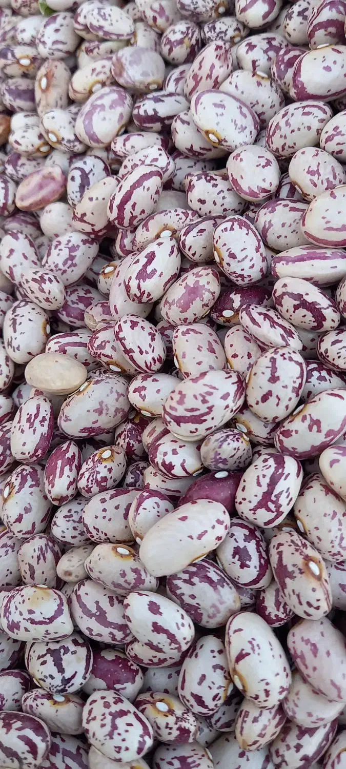 لوبیا چیتی ونخود|خوردنی و آشامیدنی|محمدیه-قزوین, |دیوار