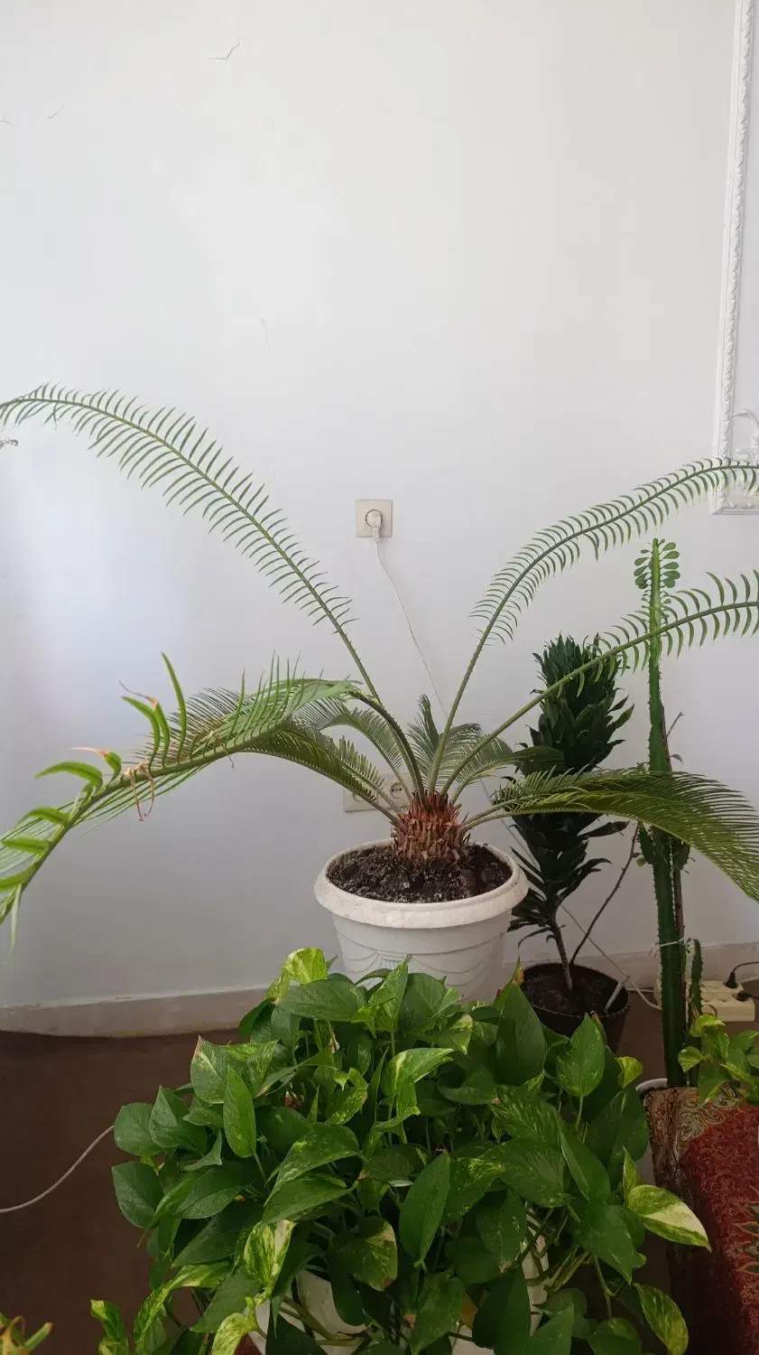 گل سیکاس|گل و گیاه طبیعی|آستانه اشرفیه, |دیوار