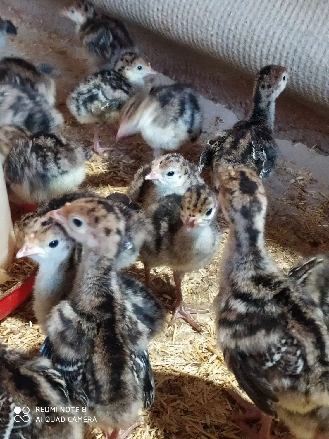 جوجه بوقلمون 10روزه|حیوانات مزرعه|تربتحیدریه, میدان مرکزی|دیوار