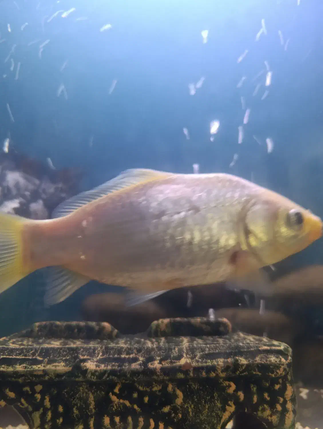 معاوضه کوی با گلدفیش|ماهی|مشهد, ابوذر|دیوار