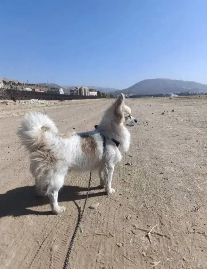 پامر.|سگ|یاسوج, |دیوار