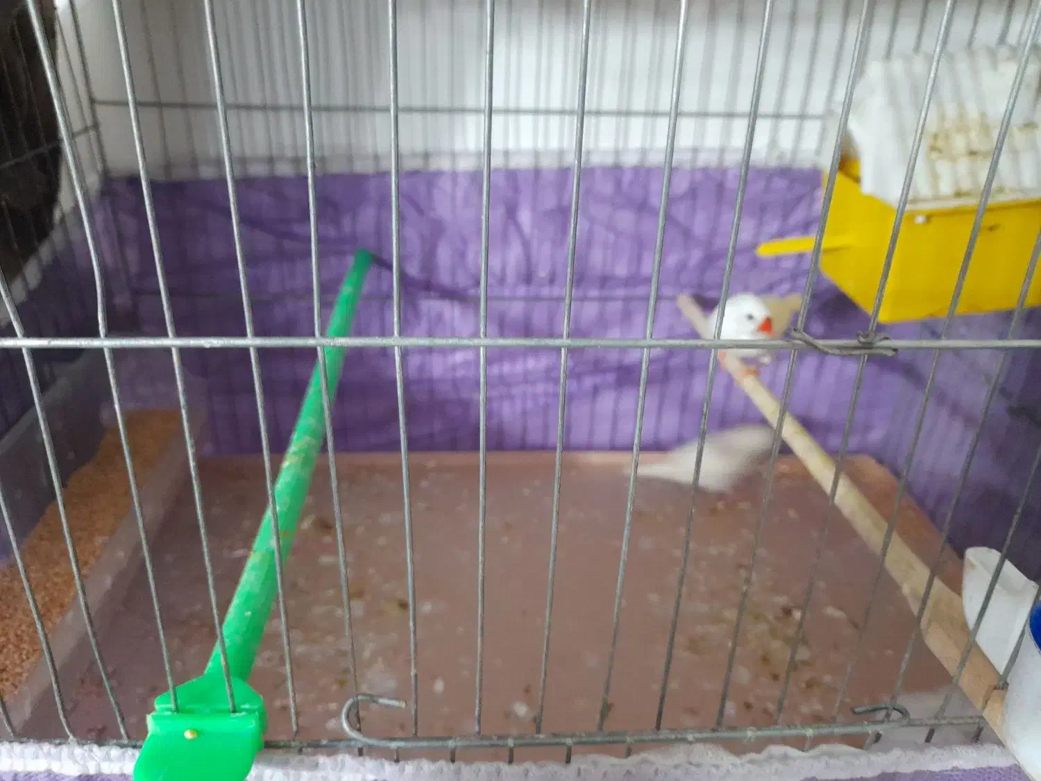 دوعدد فنج|پرنده|تبریز, |دیوار