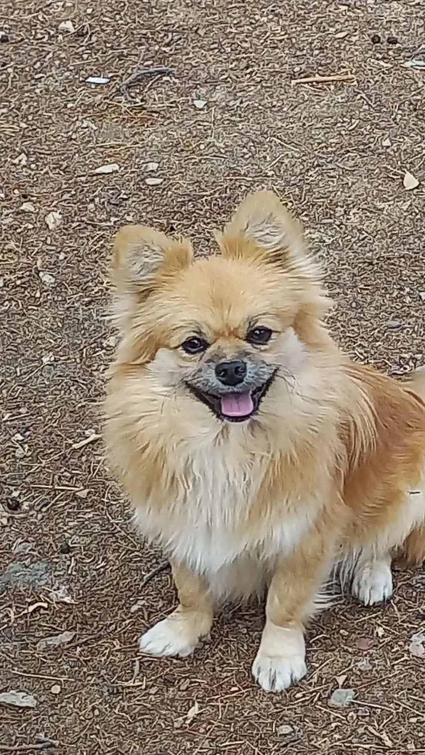 سگ پامرانین|سگ|صحنه, |دیوار