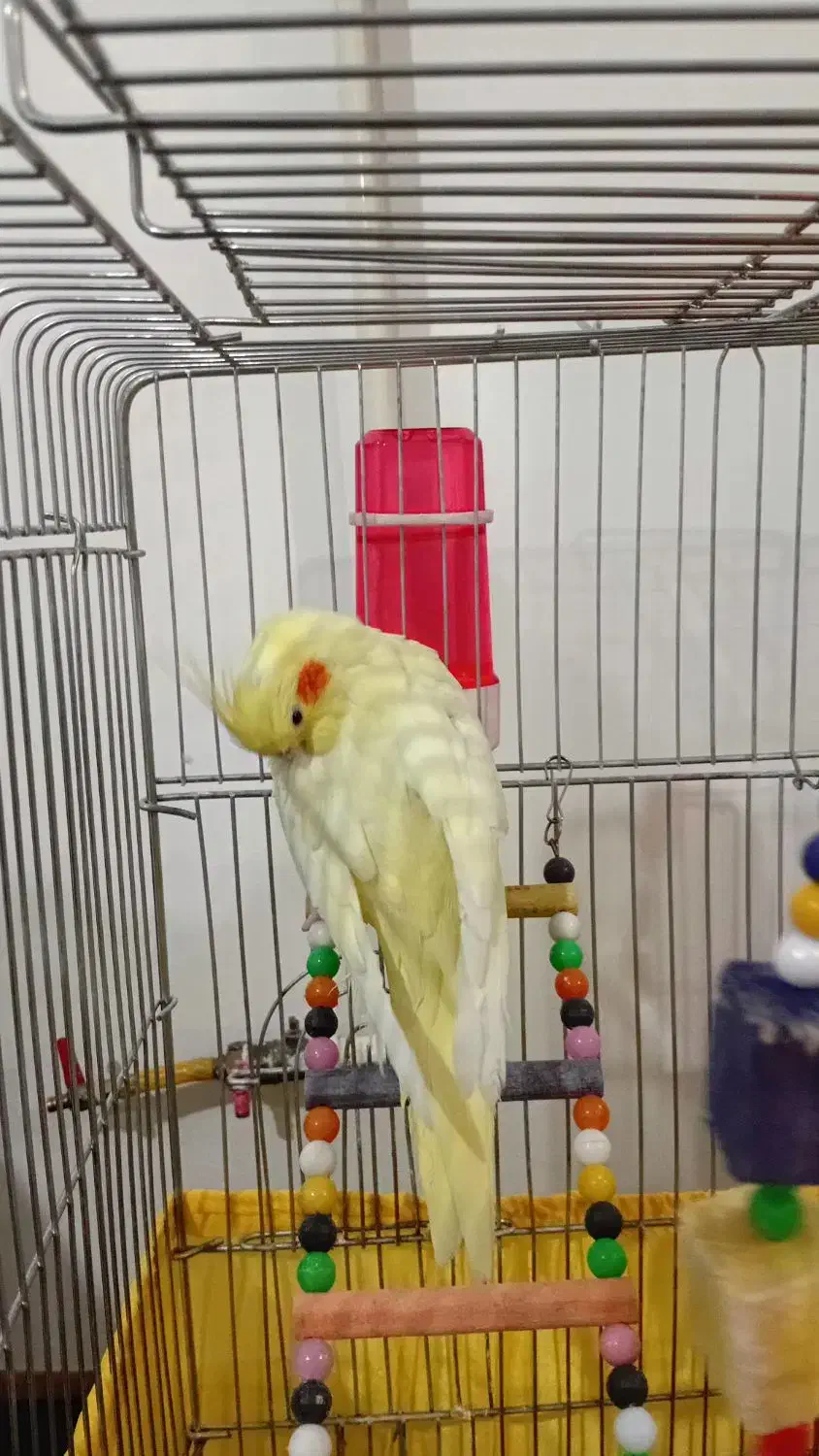 عروس هلندی لوتینو|پرنده|شال, |دیوار