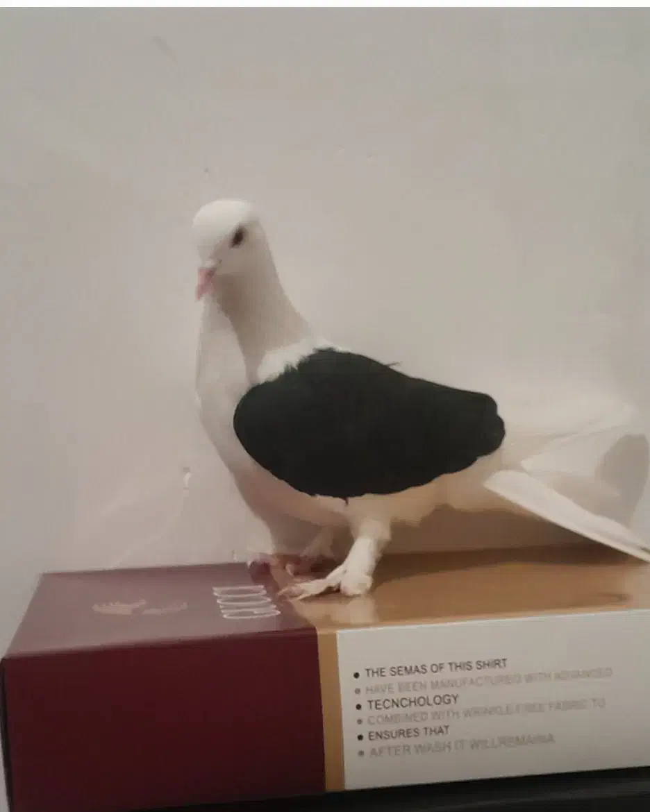 کبوتر|کلکسیون و سرگرمی|تبریز, |دیوار